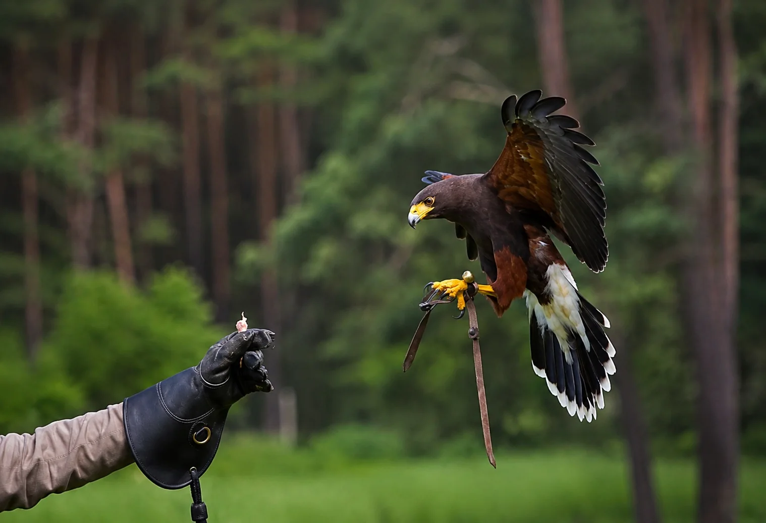 Falcoaria